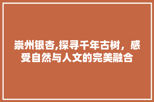 崇州银杏,探寻千年古树，感受自然与人文的完美融合