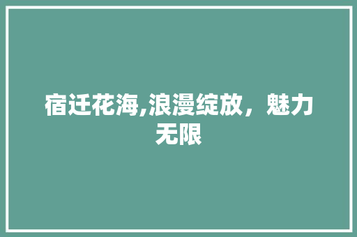 宿迁花海,浪漫绽放，魅力无限