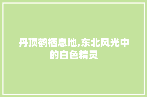 丹顶鹤栖息地,东北风光中的白色精灵  第1张