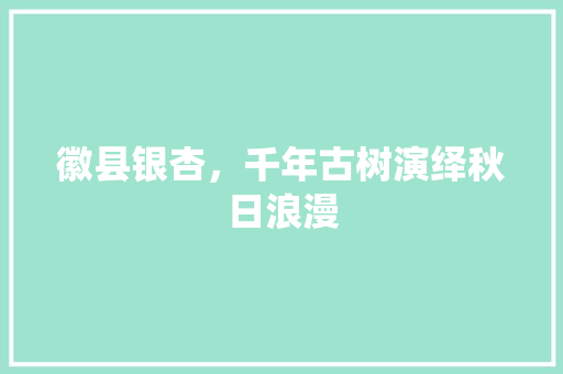 徽县银杏，千年古树演绎秋日浪漫