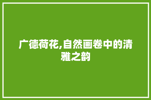 广德荷花,自然画卷中的清雅之韵