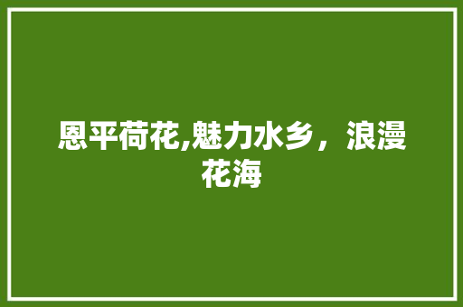 恩平荷花,魅力水乡，浪漫花海