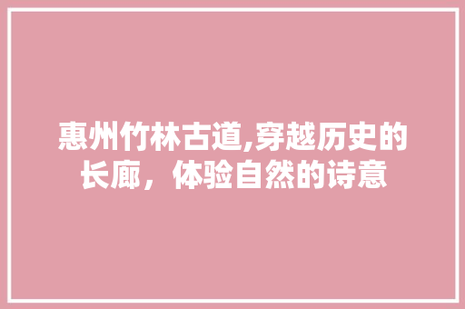 惠州竹林古道,穿越历史的长廊，体验自然的诗意