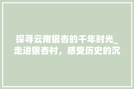 探寻云南银杏的千年时光_走进银杏村，感受历史的沉淀