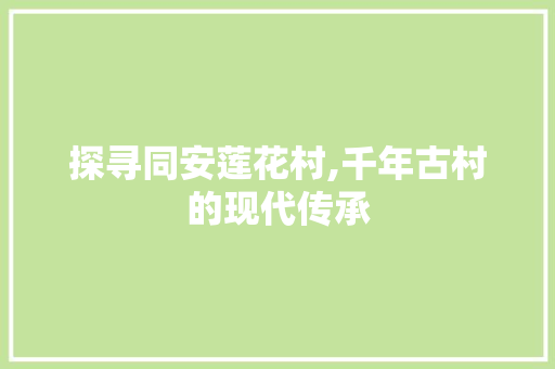 探寻同安莲花村,千年古村的现代传承