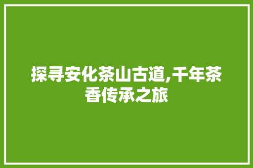 探寻安化茶山古道,千年茶香传承之旅