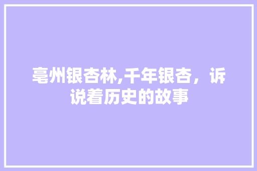 亳州银杏林,千年银杏，诉说着历史的故事