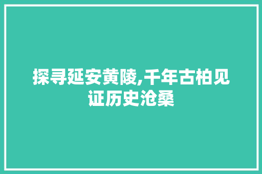 探寻延安黄陵,千年古柏见证历史沧桑