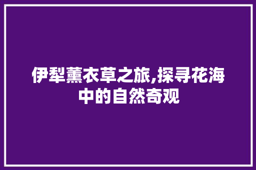 伊犁薰衣草之旅,探寻花海中的自然奇观  第1张