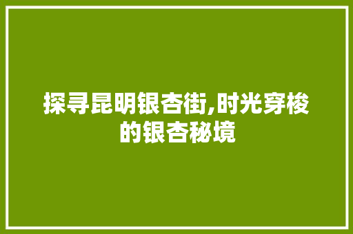 探寻昆明银杏街,时光穿梭的银杏秘境