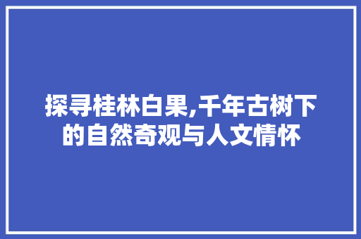 探寻桂林白果,千年古树下的自然奇观与人文情怀