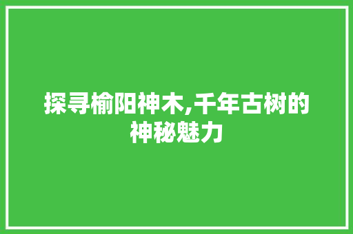 探寻榆阳神木,千年古树的神秘魅力