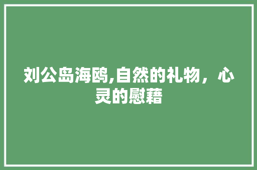 刘公岛海鸥,自然的礼物，心灵的慰藉  第1张