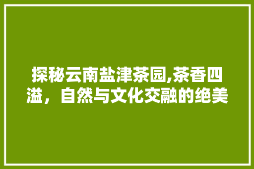 探秘云南盐津茶园,茶香四溢，自然与文化交融的绝美之地