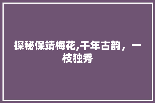 探秘保靖梅花,千年古韵，一枝独秀