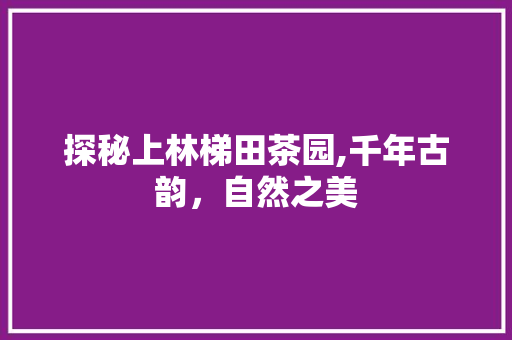 探秘上林梯田茶园,千年古韵，自然之美