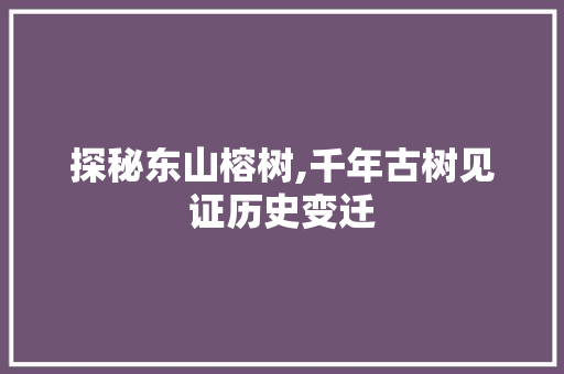 探秘东山榕树,千年古树见证历史变迁