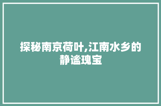 探秘南京荷叶,江南水乡的静谧瑰宝