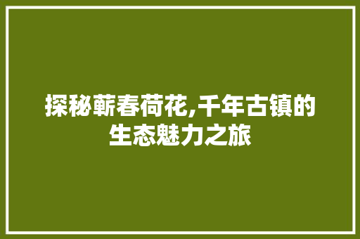 探秘蕲春荷花,千年古镇的生态魅力之旅