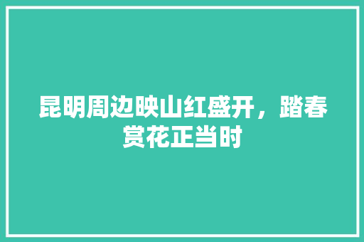 昆明周边映山红盛开，踏春赏花正当时