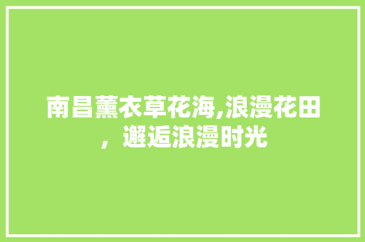 南昌薰衣草花海,浪漫花田，邂逅浪漫时光  第1张