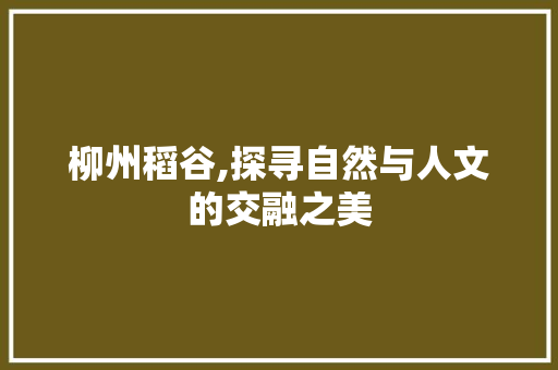 柳州稻谷,探寻自然与人文的交融之美