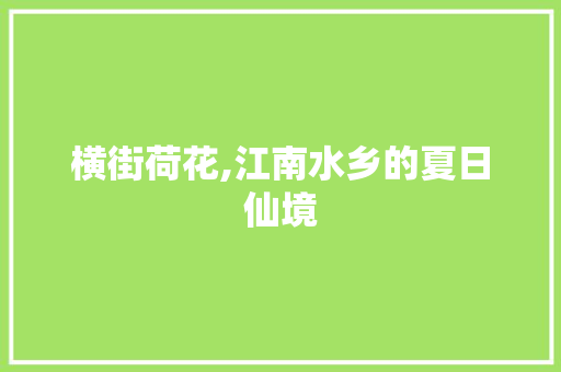 横街荷花,江南水乡的夏日仙境