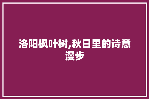 洛阳枫叶树,秋日里的诗意漫步  第1张