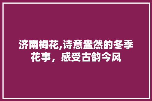 济南梅花,诗意盎然的冬季花事，感受古韵今风  第1张