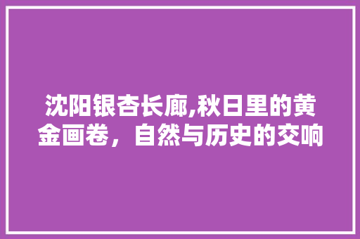 沈阳银杏长廊,秋日里的黄金画卷，自然与历史的交响  第1张