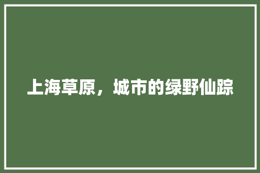 上海草原，城市的绿野仙踪  第1张