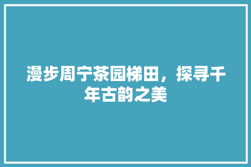 漫步周宁茶园梯田，探寻千年古韵之美