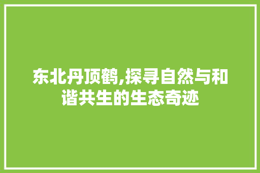 东北丹顶鹤,探寻自然与和谐共生的生态奇迹