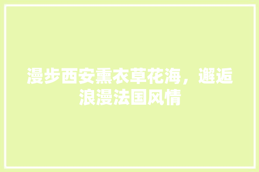 漫步西安熏衣草花海，邂逅浪漫法国风情