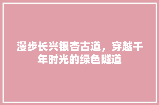 漫步长兴银杏古道，穿越千年时光的绿色隧道