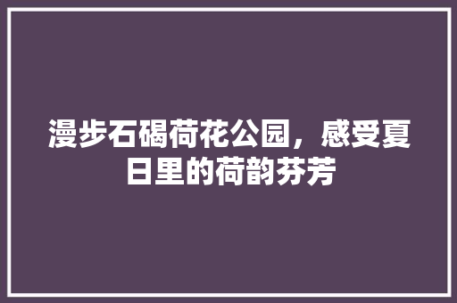 漫步石碣荷花公园，感受夏日里的荷韵芬芳