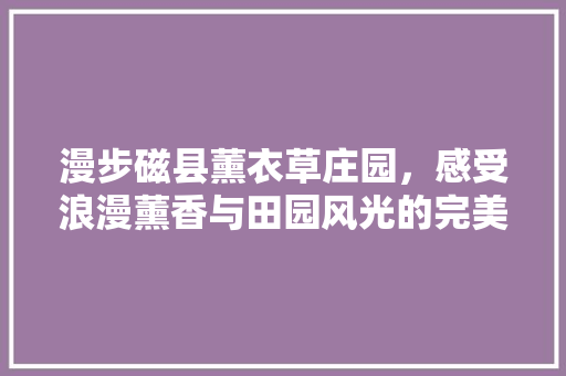 漫步磁县薰衣草庄园，感受浪漫薰香与田园风光的完美邂逅