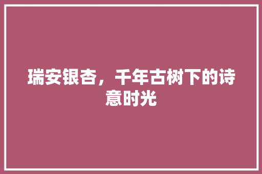 瑞安银杏，千年古树下的诗意时光