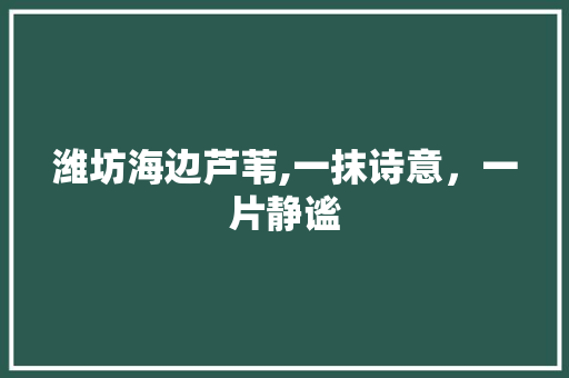 潍坊海边芦苇,一抹诗意，一片静谧  第1张