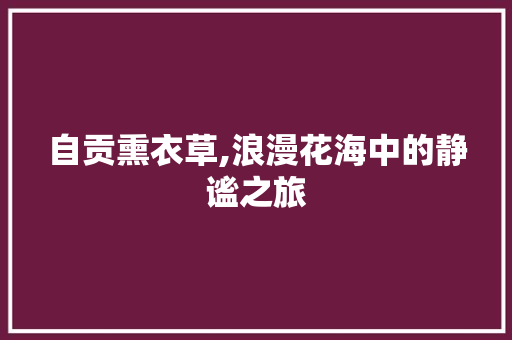 自贡熏衣草,浪漫花海中的静谧之旅