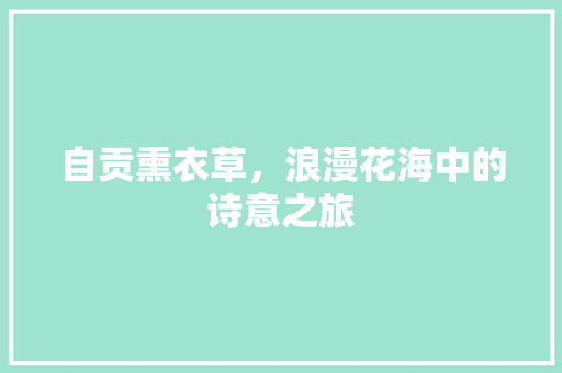 自贡熏衣草，浪漫花海中的诗意之旅