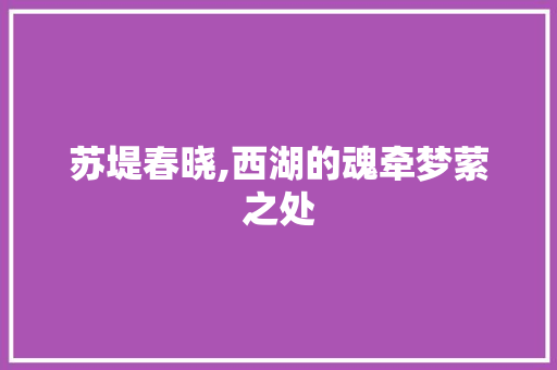 苏堤春晓,西湖的魂牵梦萦之处