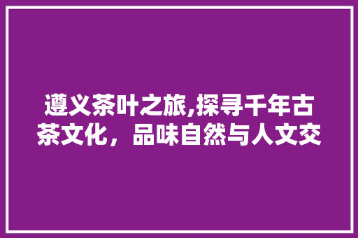 遵义茶叶之旅,探寻千年古茶文化，品味自然与人文交融之美