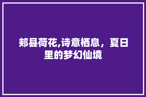 郏县荷花,诗意栖息，夏日里的梦幻仙境