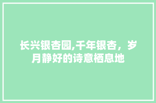 长兴银杏园,千年银杏，岁月静好的诗意栖息地