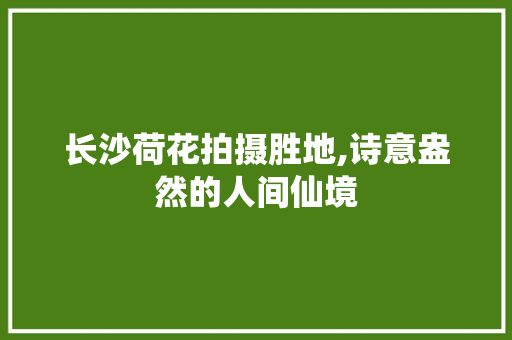 长沙荷花拍摄胜地,诗意盎然的人间仙境