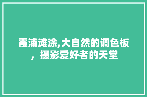 霞浦滩涂,大自然的调色板，摄影爱好者的天堂