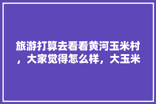 旅游打算去看看黄河玉米村，大家觉得怎么样，大玉米旅游攻略。