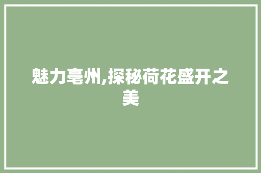 魅力亳州,探秘荷花盛开之美