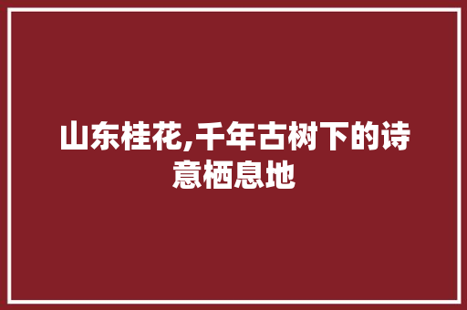 山东桂花,千年古树下的诗意栖息地